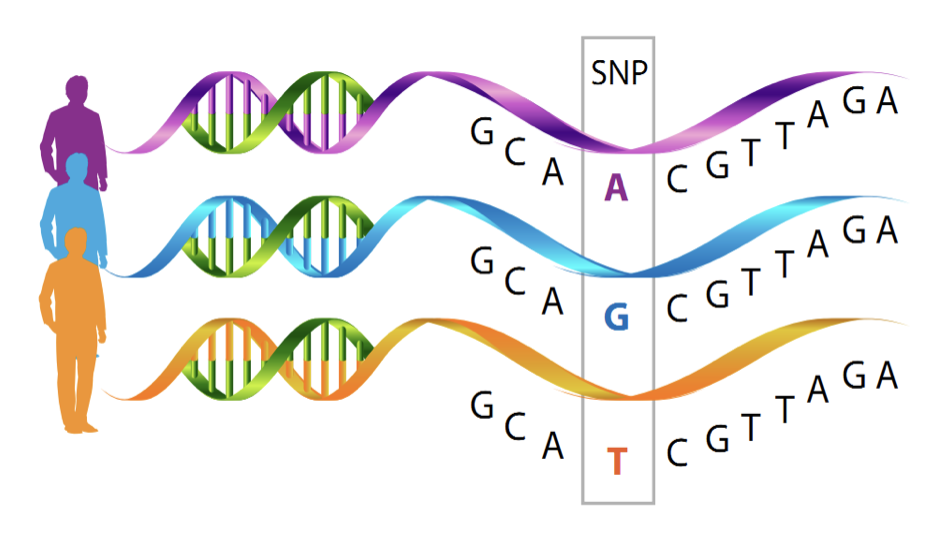 In the alignment part, DNA sequenced reads are compared to the reference genome DNA sequence. IN the case of the reference human genome sequence, UCSC has played a historical participation in the Human Genome Project.