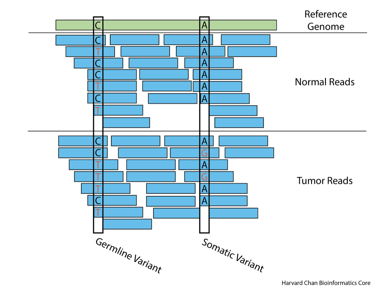 In the alignment part, DNA sequenced reads are compared to the reference genome DNA sequence. IN the case of the reference human genome sequence, UCSC has played a historical participation in the Human Genome Project.