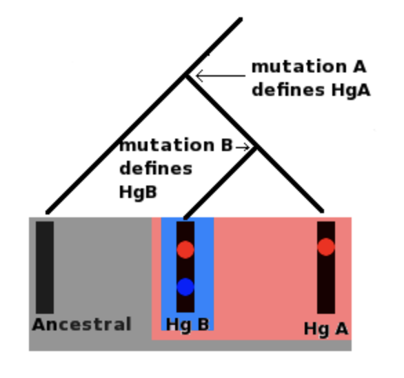 Schematic definition of a haplogroup as presented on the Wikipedia article.